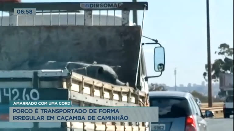 Vídeo: Porco é transportado de forma irregular em via do Distrito Federal