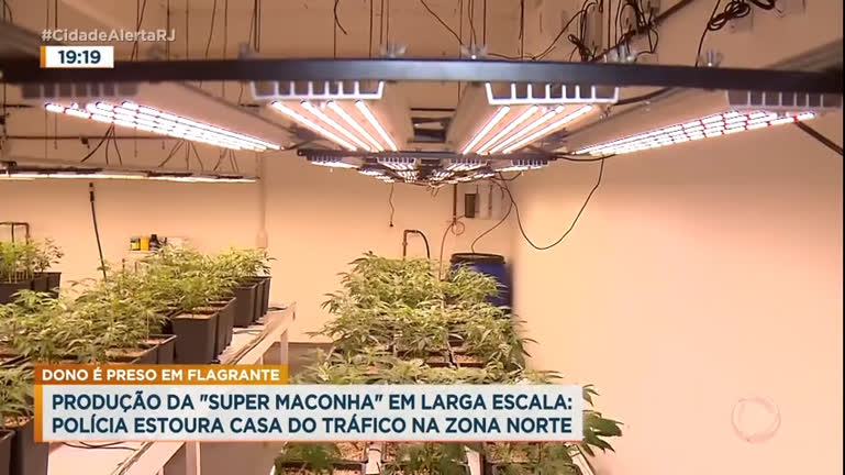 Vídeo: Polícia encontra estufa de cultivo de super maconha em Piedade