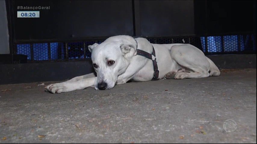 Vídeo: Cachorro dorme em frente à delegacia em que dono foi preso na capital paulista