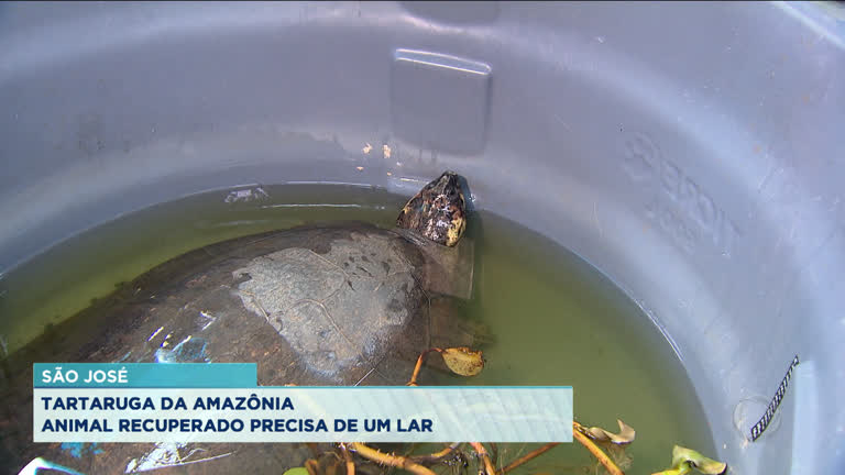 Vídeo: Tartaruga da Amazônia é recuperada