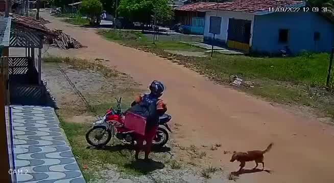 Vídeo: Cão pega marmita de entregador, e imagens viralizam na internet