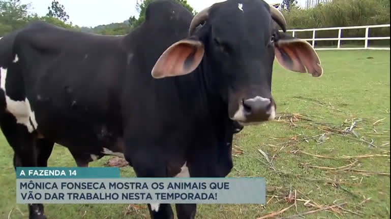 Vídeo: A Fazenda 14: Mônica Fonseca mostra os animais que vão dar trabalho nesta temporada