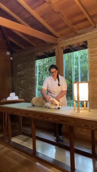 Vídeo: Spa pet: massagem, ofurô e banhos especiais; veja como funciona