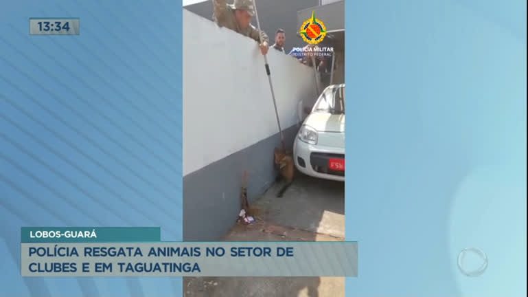 Vídeo: Lobo-guará é resgatado por policiais em Taguatinga
