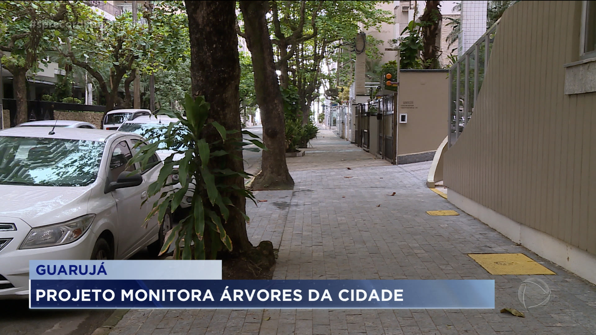 Vídeo: Projeto cadastra e monitora árvores em Guarujá