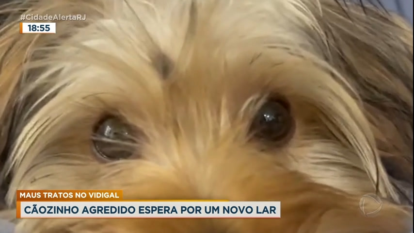 Vídeo: Cãozinho agredido é resgatado e espera por um novo lar no Rio