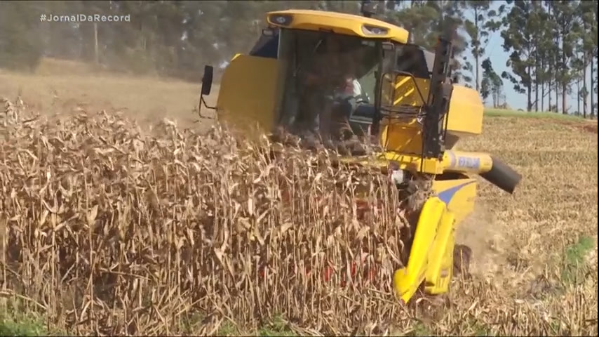 Vídeo: Exportações do milho brasileiro crescem, e alta na safra de 2022 pode ser de quase 10%