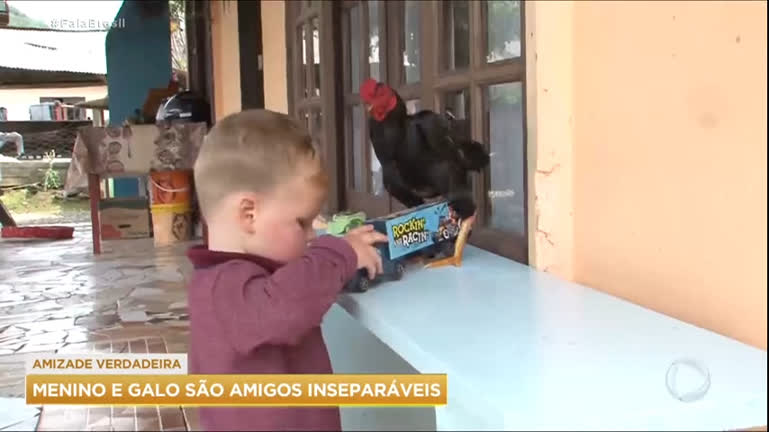 Vídeo: Menino e galo viram amigos inseparáveis em Santa Catarina