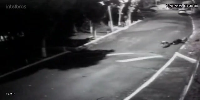 Vídeo: Veja vídeo de pitbulls atacando mulher em SP