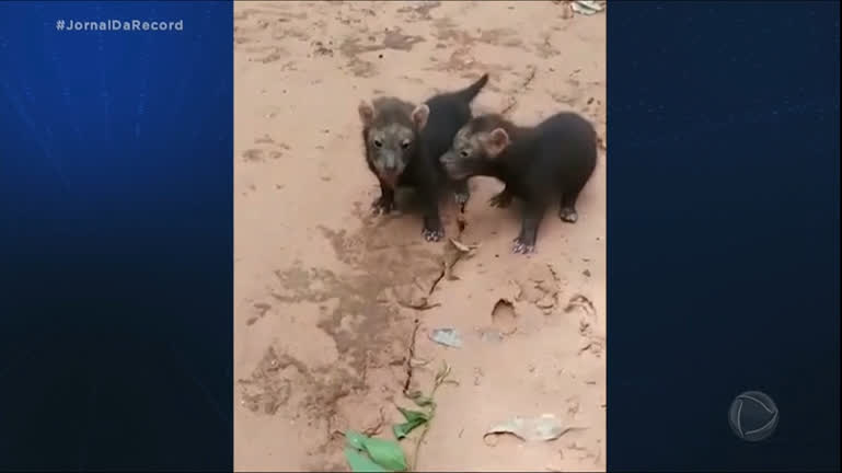Vídeo: Cachorro-vinagre, ameaçado de extinção, volta a aparecer nas matas do Mato Grosso do Sul
