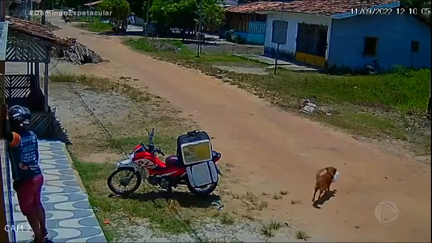 Vídeo: Cão viraliza ao aproveitar descuido de motoboy e roubar marmita
