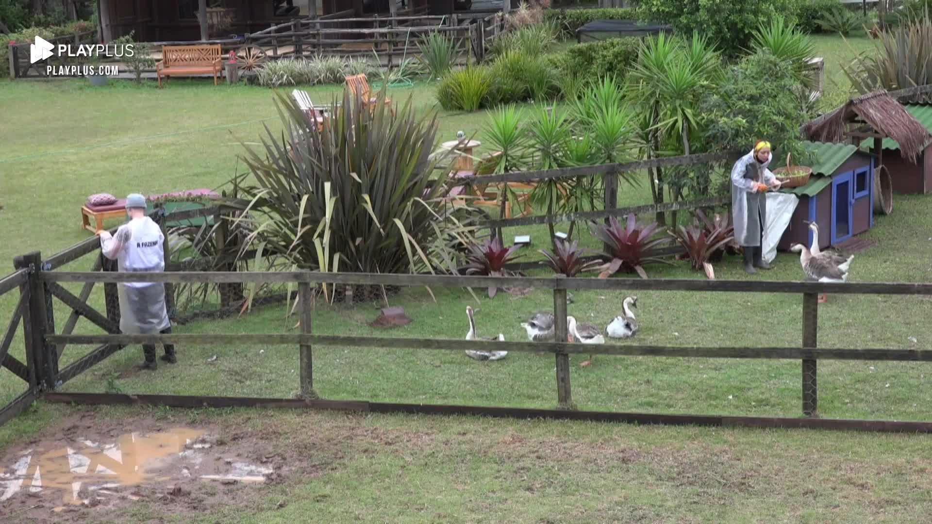 Vídeo: Ruivinha interage com gansos e ensina tarefa para Alex | A Fazenda 14