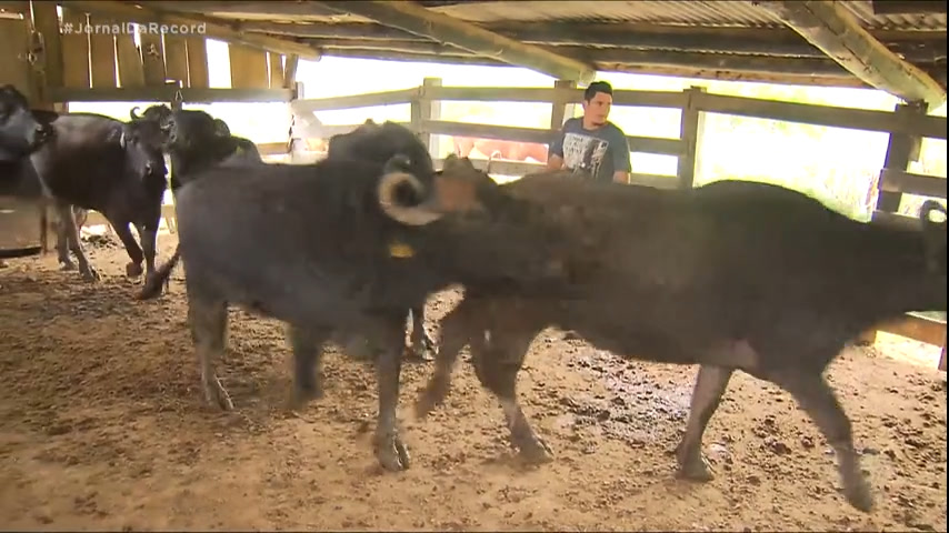 Vídeo: Investimento em tecnologia impulsiona a produção de leite de búfala em São Paulo