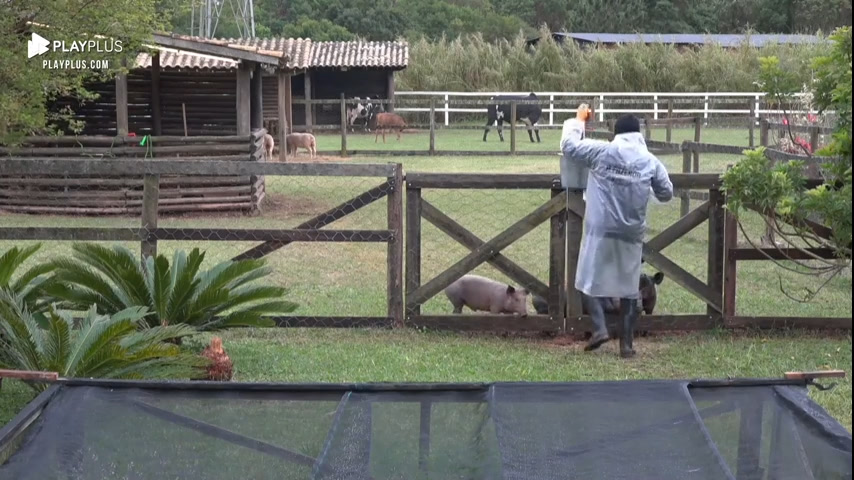 Vídeo: André alimenta os porcos e se surpreende com a fome dos animais | A Fazenda 14