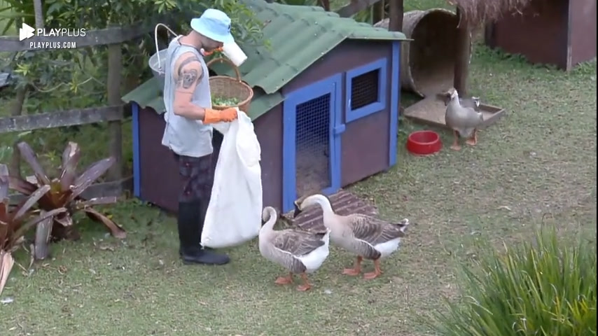 Vídeo: Alex entra com medo no recinto dos gansos, mas já interage com os animais | A Fazenda 14