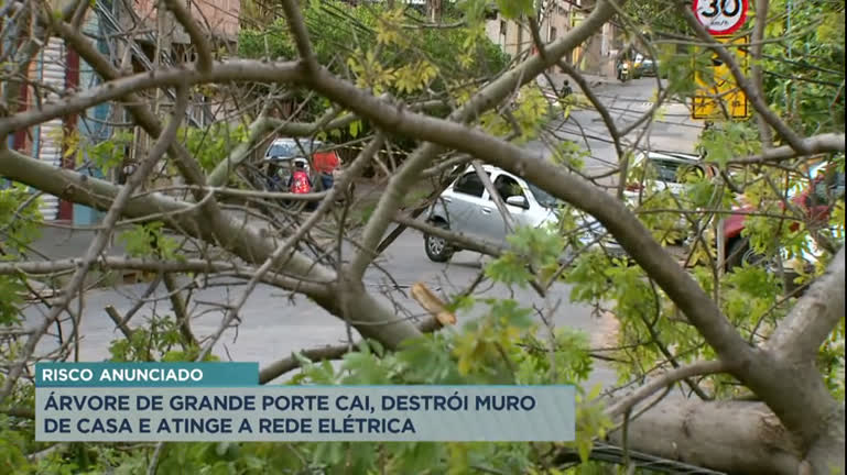 Vídeo: Árvore de grande porte cai, destrói muro de casa e atinge a rede elétrica