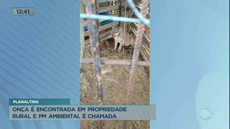 Vídeo: Onça é resgatada em propriedade rural de Planaltina