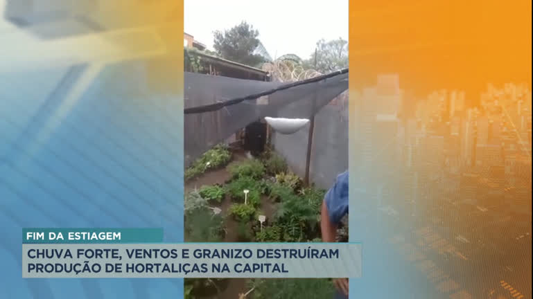 Vídeo: Chuva forte, ventos e granizo destruíram produção de hortaliças em BH
