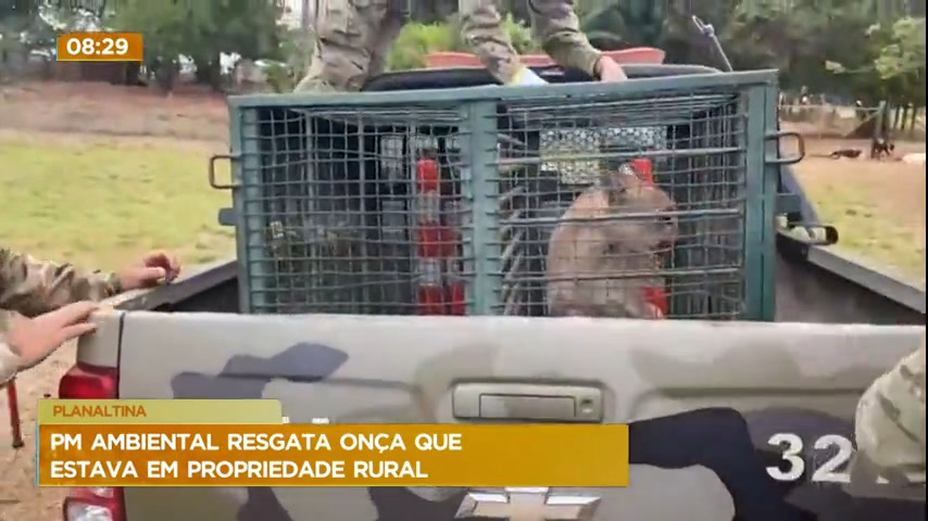 Vídeo: Onça parda invade fazenda de Planaltina e é resgatada