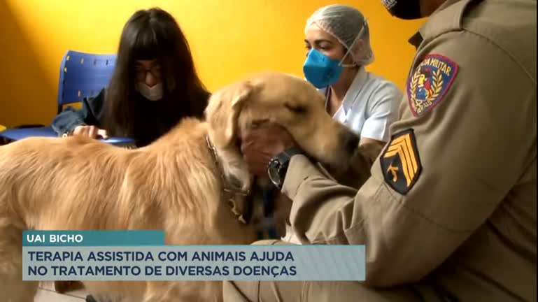 Vídeo: Uai, bicho!: terapia assistida com animais ajuda no tratamento de doenças