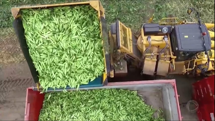 Vídeo: Brasil deve ter este ano a maior safra de grãos da história, projeta IBGE