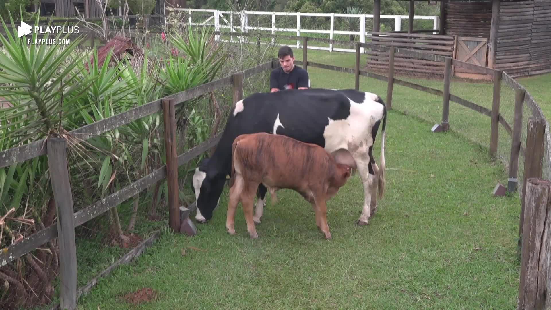 Vídeo: Thomaz passa sufoco ao levar vaca para o estábulo | A Fazenda 14