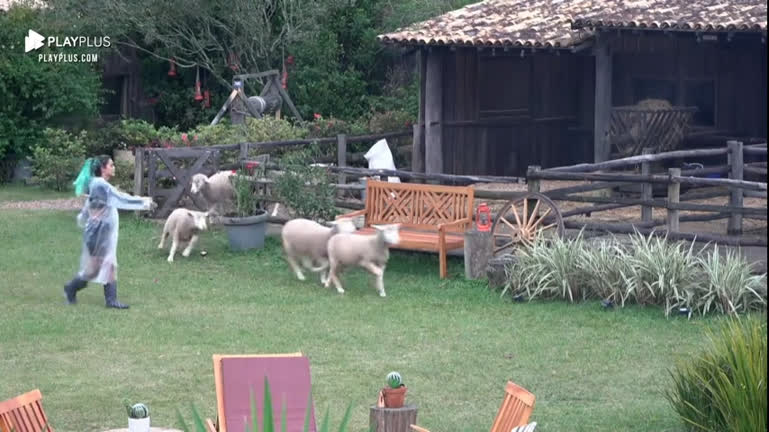 Vídeo: Tati Zaqui brinca com ovelhas: "Bora para a excursão" | A Fazenda 14