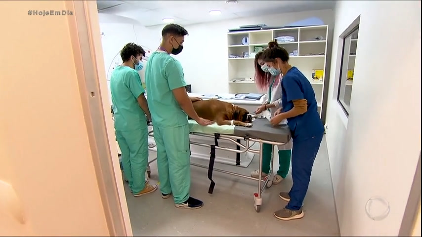 Vídeo: Avanços tecnológicos da medicina veterinária dão sobrevida aos pets