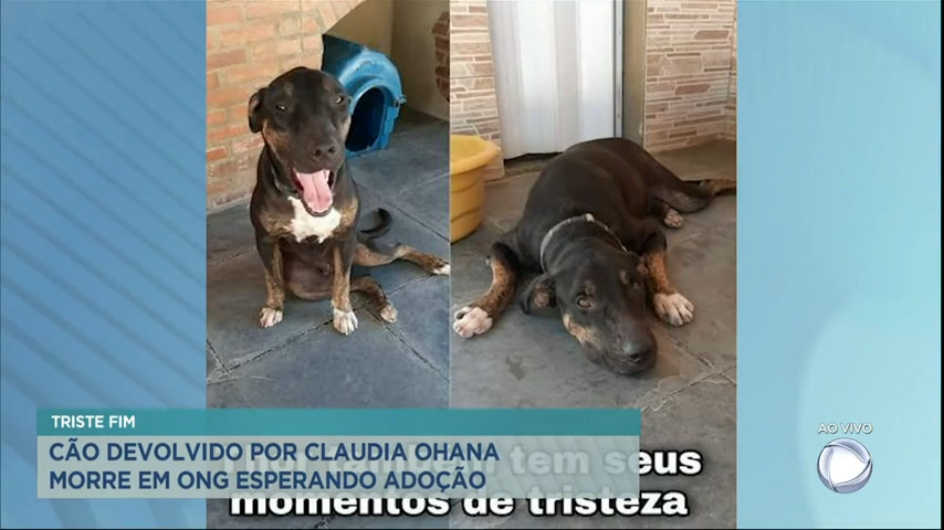 Vídeo: Morre o cachorro devolvido a ONG por Claudia Ohana