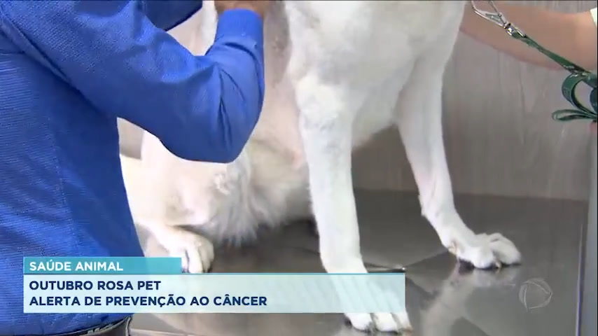 Vídeo: Cachorros idosos não castrados registram mais doenças