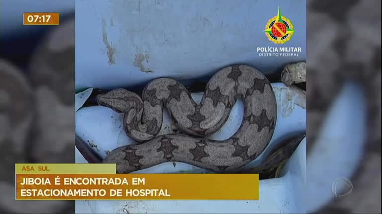 Vídeo: Jiboia é encontrada em estacionamento de hospital na Asa Sul (DF)