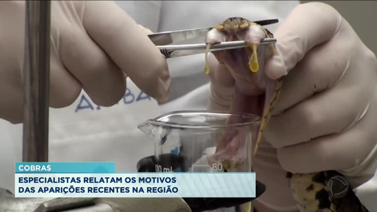 Vídeo: Especialistas explicam aparecimento de cobras no Litoral de SP
