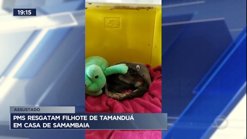 Vídeo: Filhote de tamanduá é resgatado em uma casa no DF