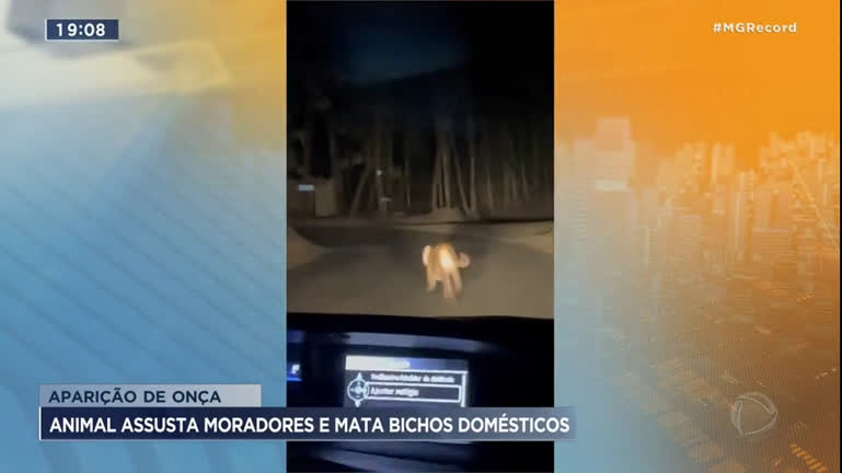 Vídeo: Aparição de onça assusta moradores e mata bichos domésticos