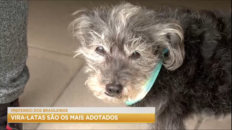 Vídeo: SOS Pet: Vira-latas são os cães mais adotados pelos brasileiros