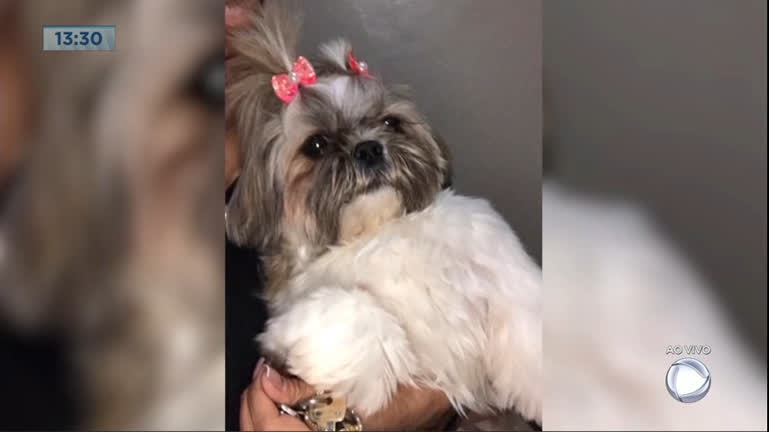 Vídeo: Homem que pegou cachorra em Ceilândia devolve para família
