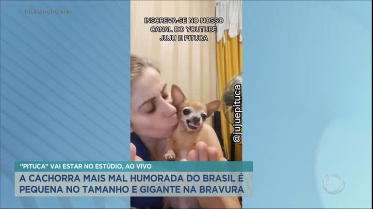 Tosador gera polêmica ao pintar cães para transformar visual dos animais -  RecordTV - R7 Balanço Geral