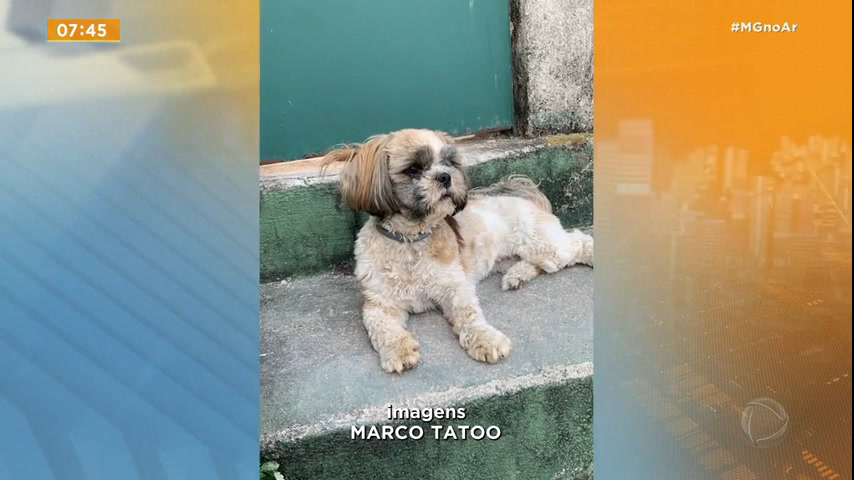 Vídeo: Idosa se esforça nas buscas por cão perdido em Belo Horizonte