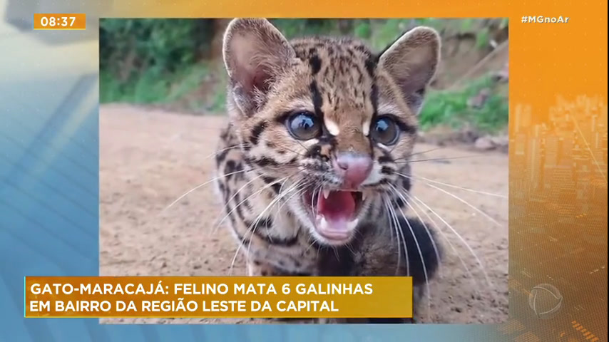 Em BH, felino da espécie gato-maracajá entra em casa no bairro Sagrada  Família - Minas Gerais - R7 MG no Ar