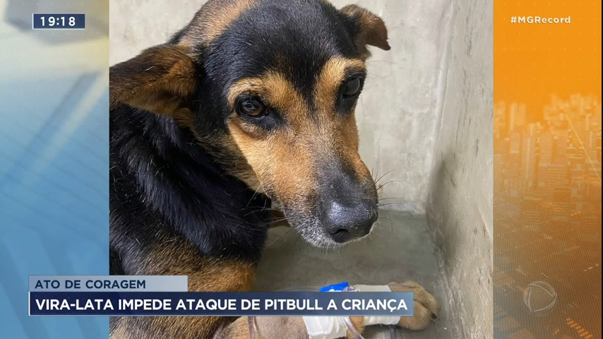 Vídeo: Cão vira-lata impede ataque de Pitbull a criança