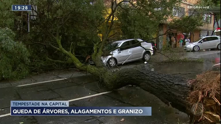 Vídeo: Chuva forte faz árvores caírem em BH