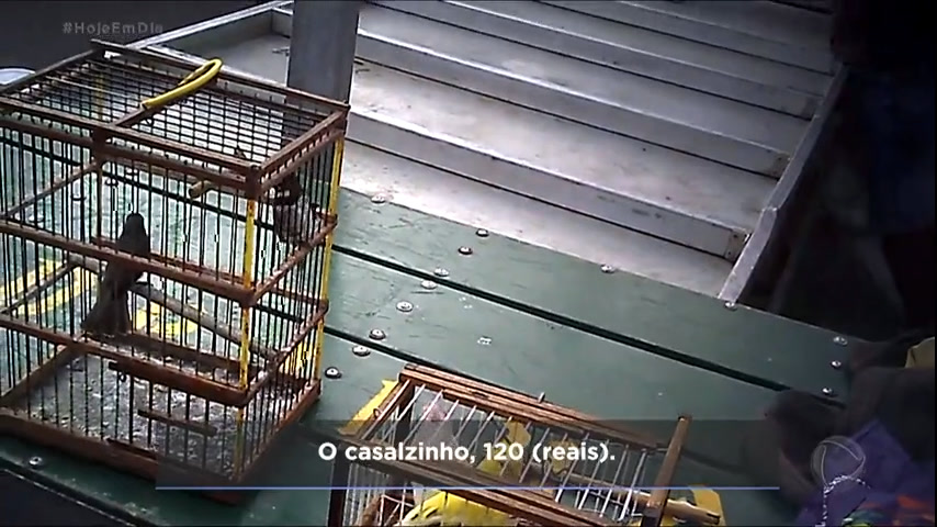 Vídeo: Animais são vendidos ilegalmente em feira de SP