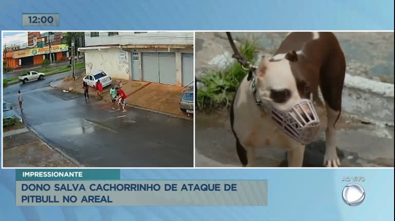 Vídeo: Homem salva cachorrinho de ataque de pitbull no Areal (DF)