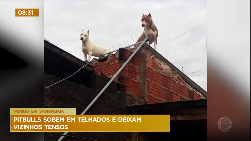 Vídeo: Pitbulls sobem em telhados e deixam vizinhos tensos
