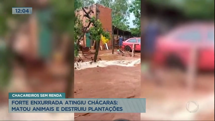 Vídeo: Forte enxurrada atinge chácaras em Planaltina de Goiás, mata animais e destrói plantações