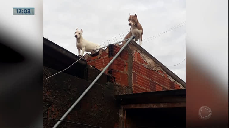 Vídeo: Pitbulls sobem em telhados e deixam populares assustados