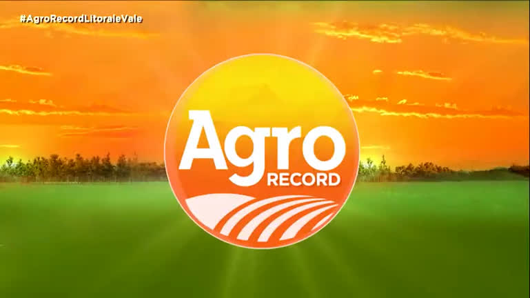 Vídeo: AGRO RECORD: Assista as últimas notícias do setor
