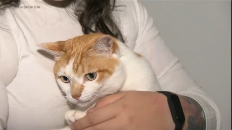 G1 - Assistir a vídeos de gatos na internet pode aliviar ansiedade, diz  estudo - notícias em Ciência e Saúde