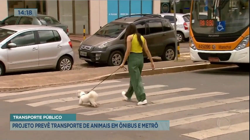 Vídeo: Projeto prevê transporte de animais em ônibus e metrô