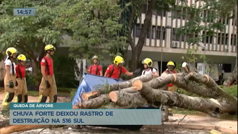 Vídeo: Árvore cai em cima de carros e deixa prejuízo na Asa Sul (DF)